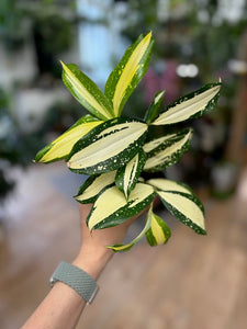 Dracaena Duo - "Milky way" & "Silver" - Tropical Home 