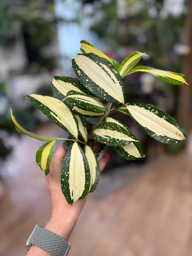 Dracaena surculosa 