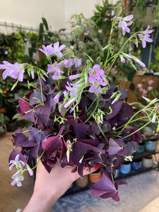 Oxalis ikigai "Mijke" - Háromszöglevelű madársóska