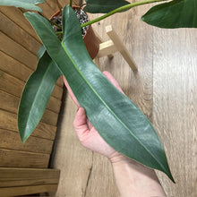 Kép betöltése a galériamegjelenítőbe: Philodendron atabapoense - Tropical Home 
