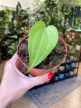 Kép betöltése a galériamegjelenítőbe: Anthurium &quot;Delta force&quot;
