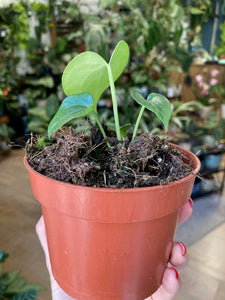 Anthurium "Delta force"