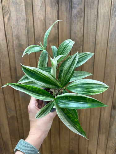 Dracaena surculosa 