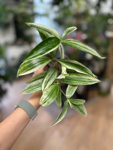 Dracaena Duo - "Milky way" & "Silver" - Tropical Home 
