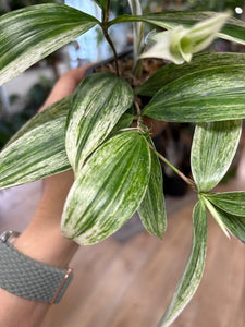 Dracaena Duo - "Milky way" & "Silver" - Tropical Home 