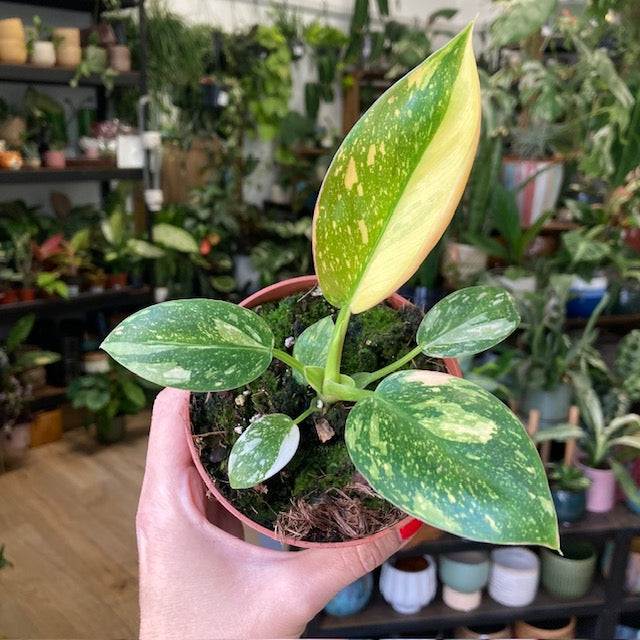 Philodendron 