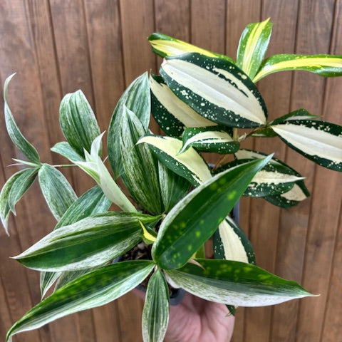 Dracaena Duo - 