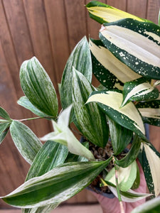 Dracaena Duo - "Milky way" & "Silver" - Tropical Home 