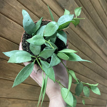 Kép betöltése a galériamegjelenítőbe: Hoya lacunosa mint - Tropical Home 
