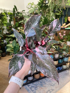 Philodendron "Pink princess marble" 11cm