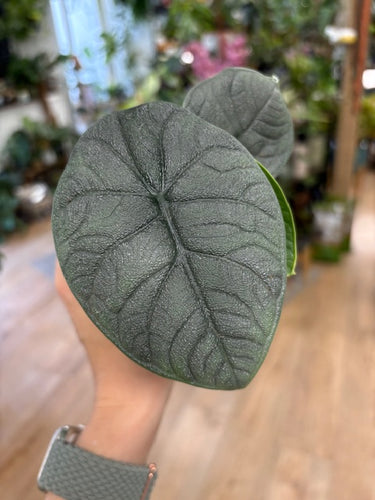 Alocasia melo kicsi - Tropical Home 