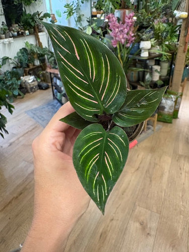 Calathea ornata 