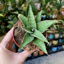 Kép betöltése a galériamegjelenítőbe: Sansevieria &quot;Snowflake&quot; - Anyósnyelv
