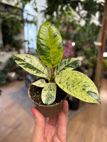 Ficus elastica 