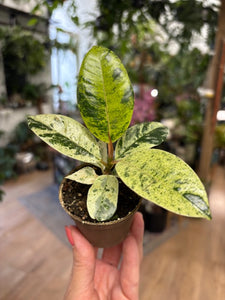 Ficus elastica "Shivereana" - Tropical Home 