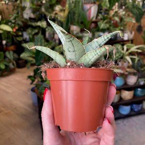 Sansevieria "Snowflake" - Anyósnyelv