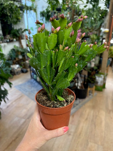 Schlumbergera bridgesii - Karácsonyi kaktusz, 3 színben - Christmas cactus - Tropical Home 