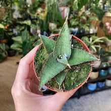 Kép betöltése a galériamegjelenítőbe: Sansevieria &quot;Tower gray&quot; - Anyósnyelv

