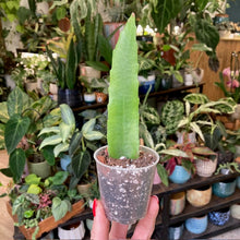 Kép betöltése a galériamegjelenítőbe: Epiphyllum pumilum mini - Saját szaporítás
