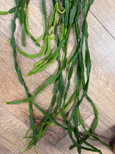 Kép betöltése a galériamegjelenítőbe: Rhipsalis paradoxa - Chain Cactus - akasztós cserépben - Tropical Home 
