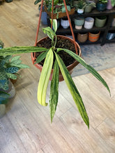 Kép betöltése a galériamegjelenítőbe: Anthurium vittarifolium variegata
