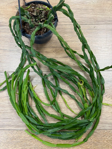 Rhipsalis paradoxa - Chain Cactus - akasztós cserépben - Tropical Home 
