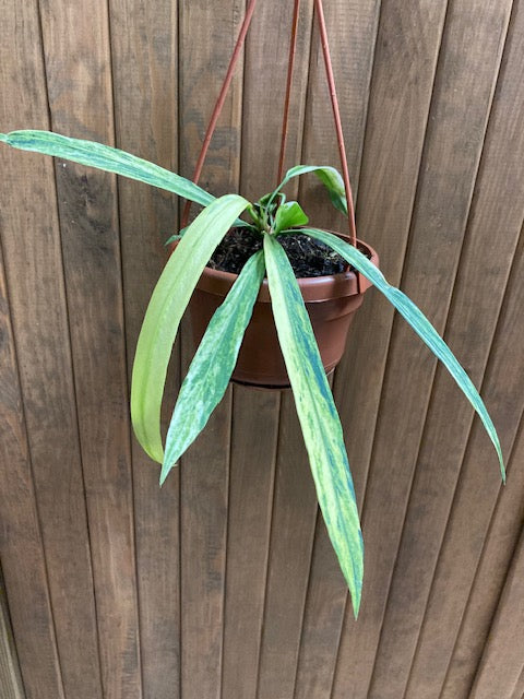 Anthurium vittarifolium variegata