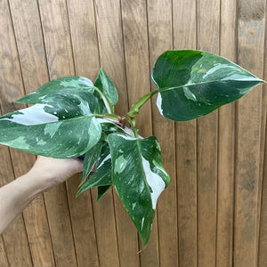 Philodendron "White princess"