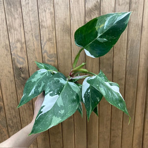 Philodendron "White princess"