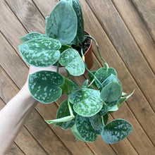 Kép betöltése a galériamegjelenítőbe: Scindapsus pictus &quot;Silvery ann&quot; 9cm - Ezüstös szobafutóka - Silver satin pothos
