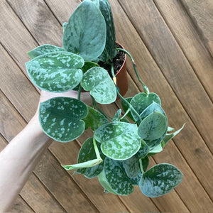 Scindapsus pictus "Silvery ann" 9cm - Ezüstös szobafutóka - Silver satin pothos