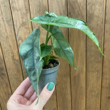 Kép betöltése a galériamegjelenítőbe: Alocasia heterophylla &quot;Dragon&#39;s breath&quot;
