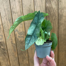 Kép betöltése a galériamegjelenítőbe: Alocasia heterophylla &quot;Dragon&#39;s breath&quot;
