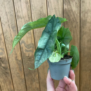 Alocasia heterophylla "Dragon's breath"