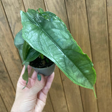 Kép betöltése a galériamegjelenítőbe: Alocasia heterophylla &quot;Dragon&#39;s breath&quot;
