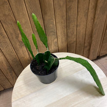 Kép betöltése a galériamegjelenítőbe: Disocactus × hybridus (Epiphyllum ackermannii) - Orchid Cactus - Tropical Home 
