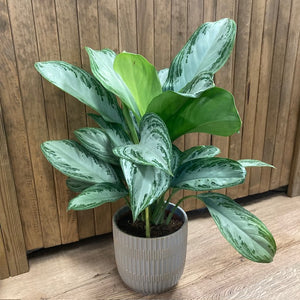 Aglaonema "Silver bay" - Rákvirág - Chinese Evergreen