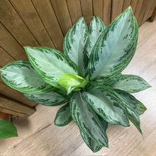 Kép betöltése a galériamegjelenítőbe: Aglaonema &quot;Silver bay&quot; - Rákvirág - Chinese Evergreen
