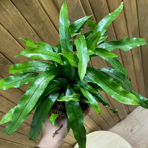 Microsorum diversifolium - Tropical Home 