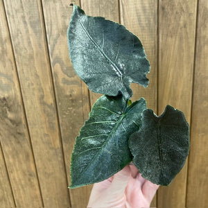 Alocasia "Antoro velvet"