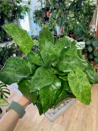 Calathea musaica 