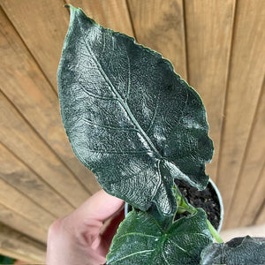 Alocasia "Antoro velvet"