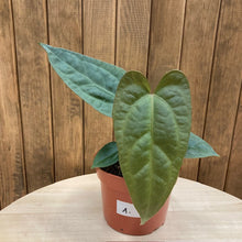 Kép betöltése a galériamegjelenítőbe: Anthurium nigrolaminum Gigi x forgetii 1. - Tropical Home 
