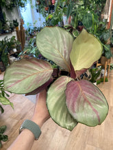 Kép betöltése a galériamegjelenítőbe: Calathea "Silver plate" - Tropical Home 
