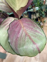 Kép betöltése a galériamegjelenítőbe: Calathea "Silver plate" - Tropical Home 
