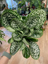 Kép betöltése a galériamegjelenítőbe: Streptocarpus &quot;Pretty turtle&quot; - Tropical Home 
