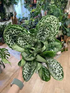 Streptocarpus "Pretty turtle" - Tropical Home 