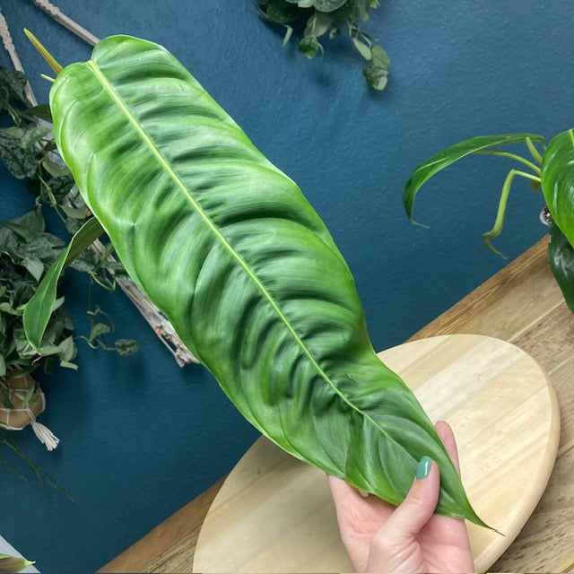 Philodendron patriciae 1.