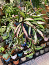 Kép betöltése a galériamegjelenítőbe: Hoya wayetii tricolor - Viaszvirág - Wax plant - Tropical Home 
