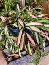 Kép betöltése a galériamegjelenítőbe: Hoya wayetii tricolor - Viaszvirág - Wax plant - Tropical Home 

